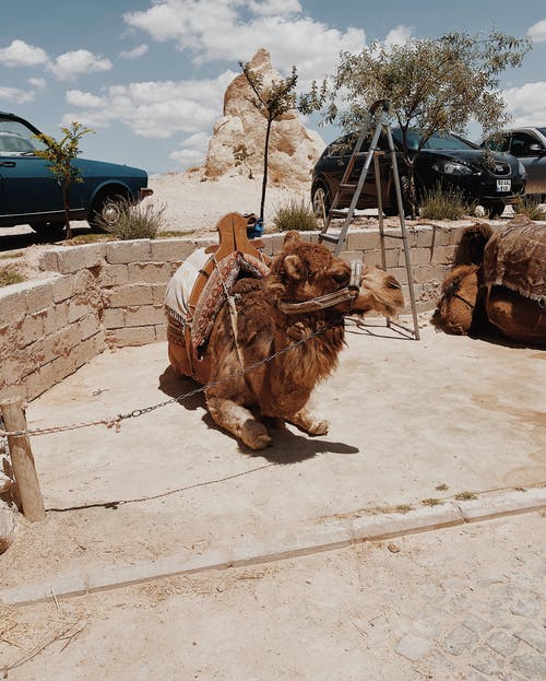 Cappadocia Camel Riding Tour